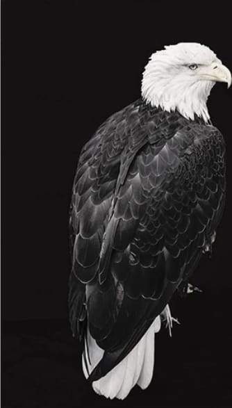 Grande Aquila Bianca E Nera Diamond Painting