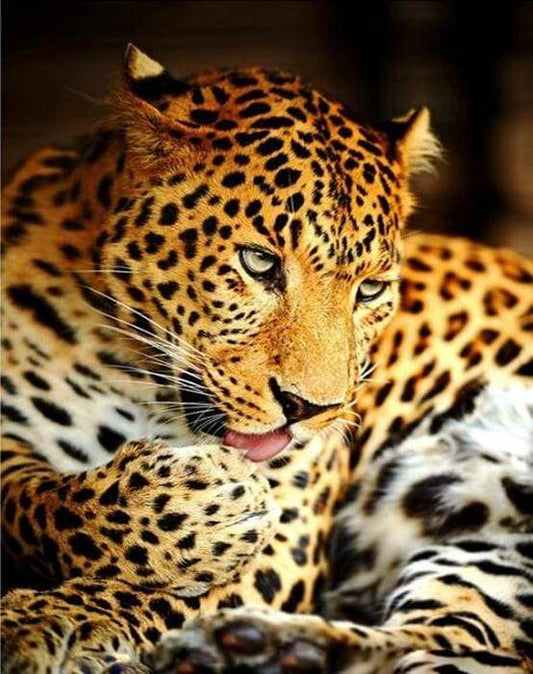 Leopardo Diamond Painting | Seos Shop ®