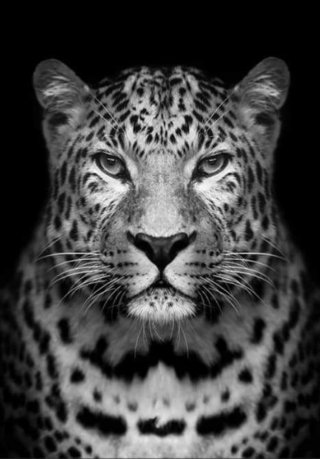 Leopardo Grigio Diamond Painting