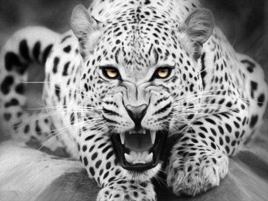 Leopardo In Bianco E Nero Diamond Painting