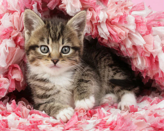 Micetto Diamond Painting | Seos Shop ®