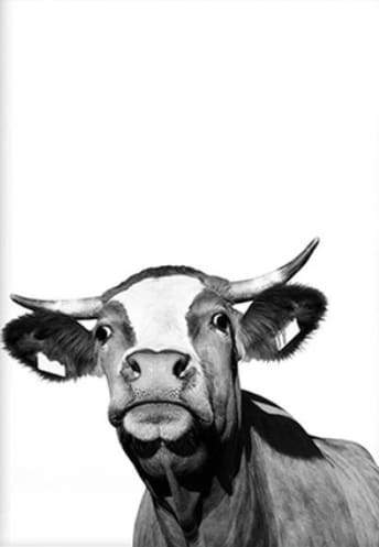 Mucca Con Stile Diamond Painting
