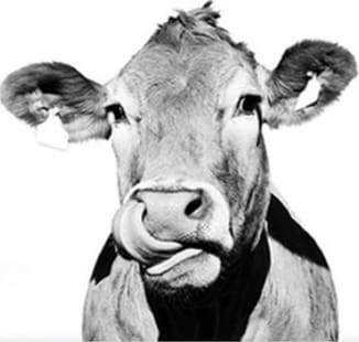 Mucca In Bianco E Nero Diamond Painting