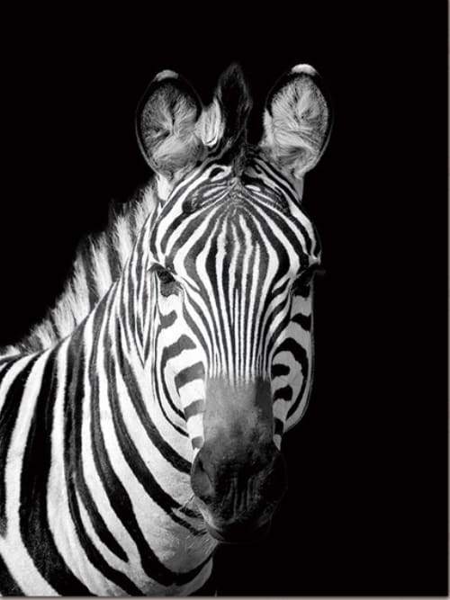Muso Di Zebra Bianca E Nera Diamond Painting kit diamond painting
