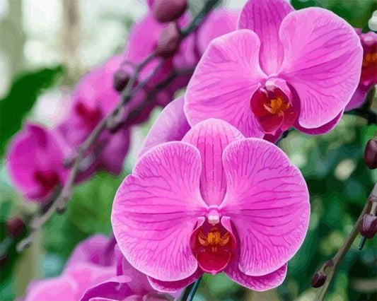 Orchidea Diamond Painting