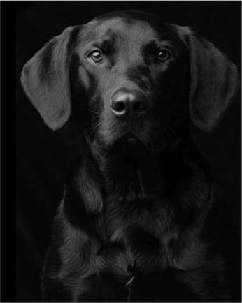 Ritratto Di Cane Nero Diamond Painting