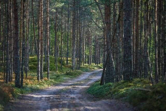 Sentiero Nella Foresta Diamond Painting