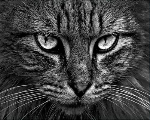 Testa Di Gatto Diamond Painting