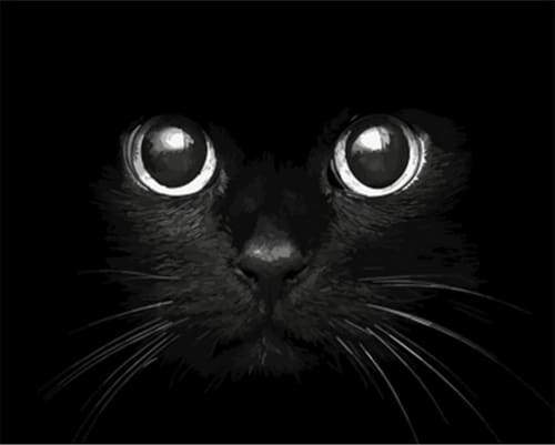 Testa Di Gatto Nero Diamond Painting