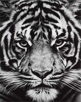 Testa Di Tigre In Bianco E Nero Diamond Painting | Seos Shop ®