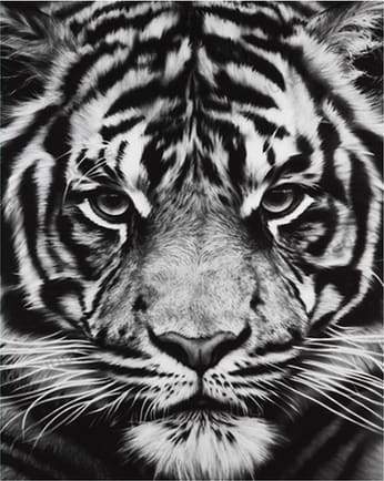 Testa Di Tigre In Bianco E Nero Diamond Painting