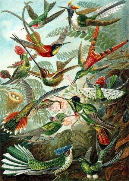Tutti Gli Uccelli Diamond Painting