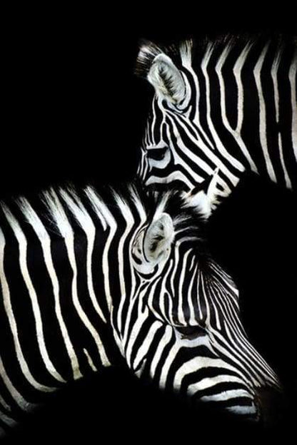 Zebra Bianco E Nero Diamond Painting | Seos Shop ®