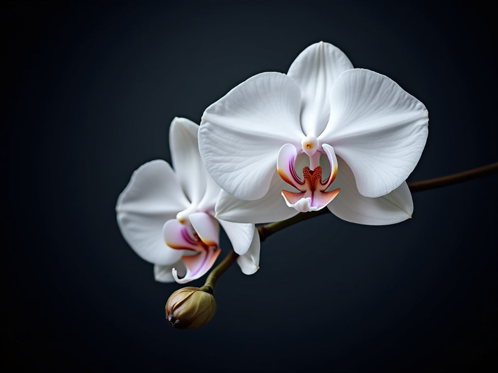 Orchidee Bianche Eleganti Diamond Painting