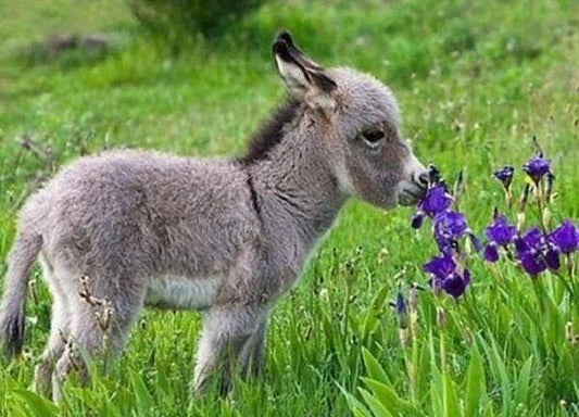 Diamond Painting Donkey in a Meadow - Diamond Painting Italia