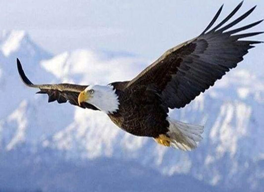 Diamond Painting Eagle in Flight - Diamond Painting Italia