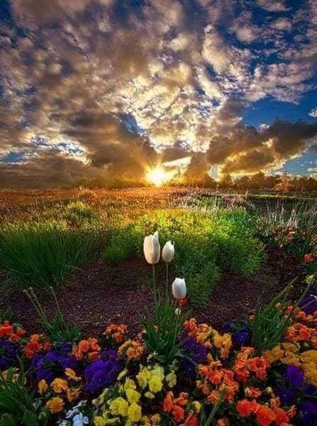 Diamond Painting Field of Flowers - Diamond Painting Italia