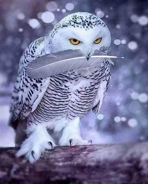 Diamond Painting - Owl Feather - Diamond Painting Italia