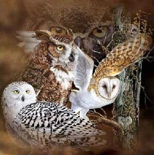 Diamond Painting - Owls - Diamond Painting Italia