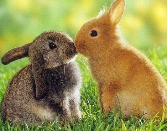 Diamond Painting - Rabbits Couple - Diamond Painting Italia