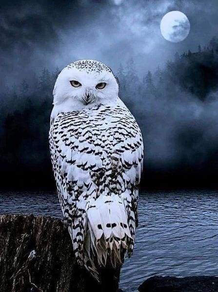 Diamond Painting - White Owl - Diamond Painting Italia