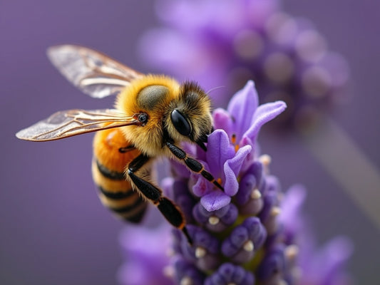 Diamond Painting Ape sui Fiori di Lavanda